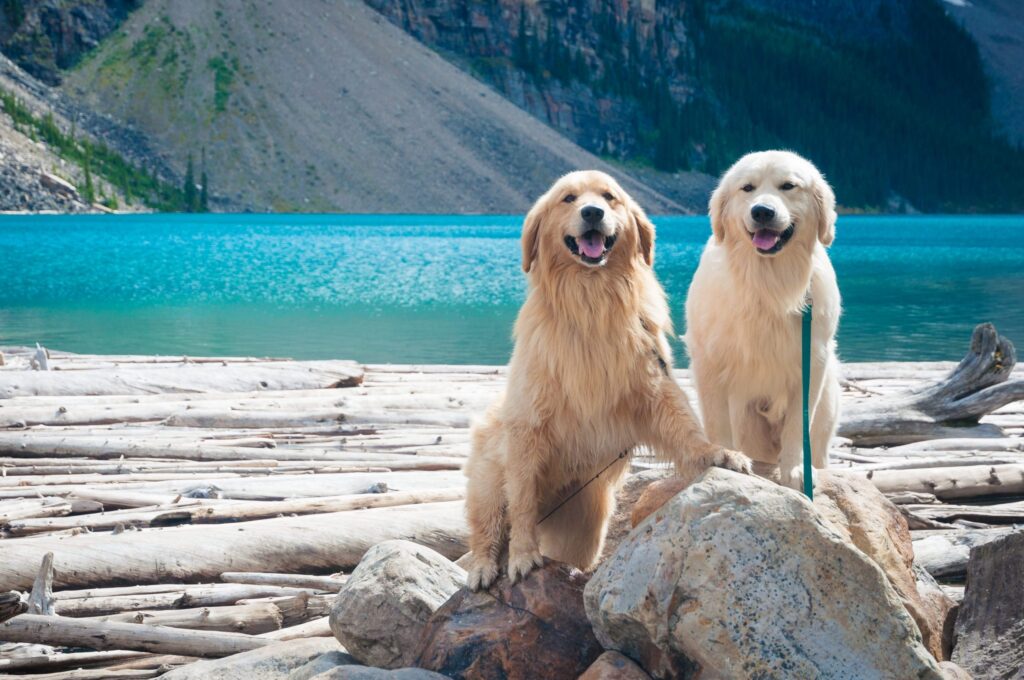 Two dogs at a lake view.